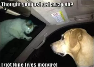Thought you just get away eh? I got nine lives mongrel Picture Quote #1