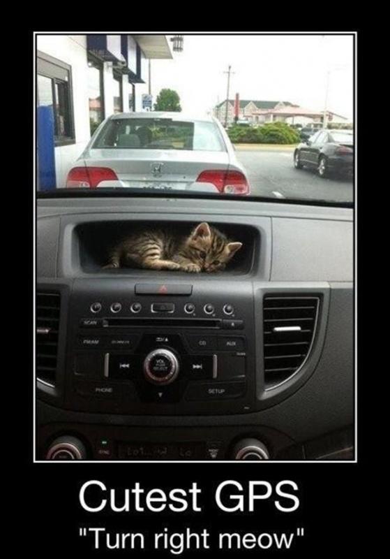 Cutest GPS “turn right meow” Picture Quote #1