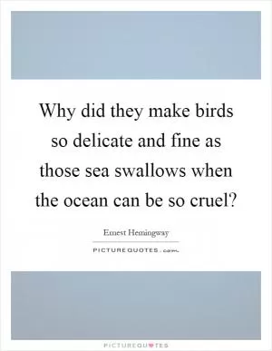 Why did they make birds so delicate and fine as those sea swallows when the ocean can be so cruel? Picture Quote #1