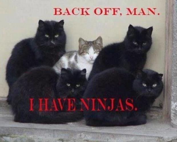 Back off, man. I have ninjas Picture Quote #1