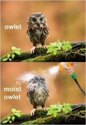 Owlet. Moist owlet Picture Quote #1