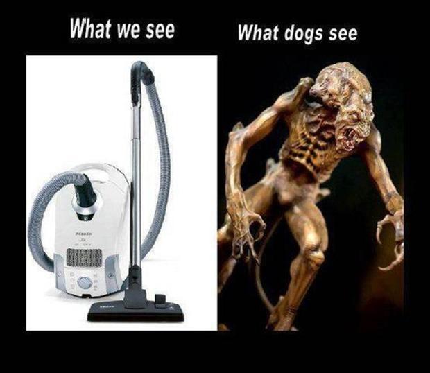 What we see. What dogs see Picture Quote #1