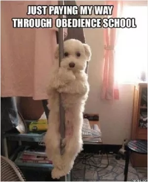 Just paying my way through obedience school Picture Quote #1