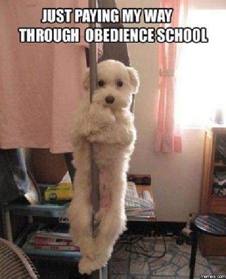 Just paying my way through obedience school Picture Quote #1