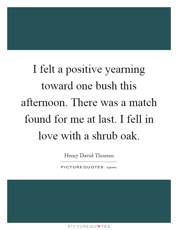I felt a positive yearning toward one bush this afternoon. There was a match found for me at last. I fell in love with a shrub oak Picture Quote #1