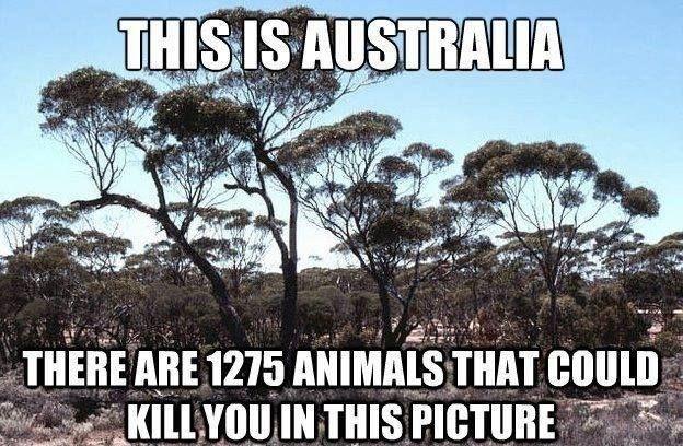 This is Australia. There are 1275 animals that could kill you in this picture Picture Quote #1