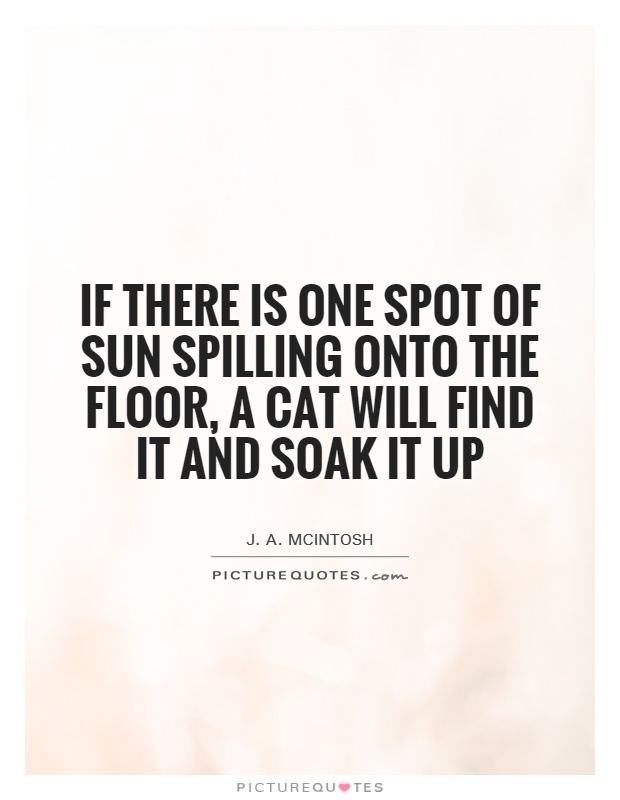 If there is one spot of sun spilling onto the floor, a cat will find it and soak it up Picture Quote #1