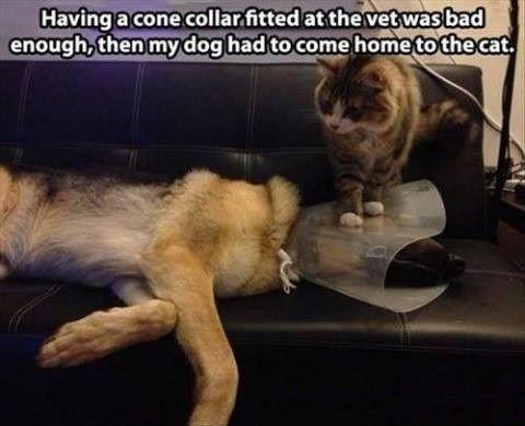 Having a cone collar fitted at the vet was bad enough, then my dog had to come home to the cat Picture Quote #1