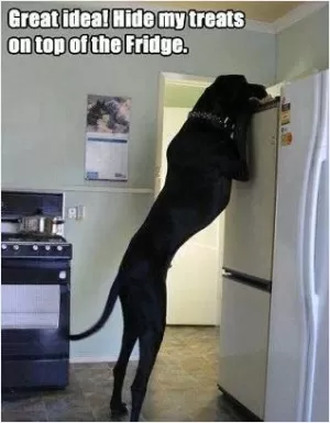 Great idea! Hide my treats on top of the fridge Picture Quote #1