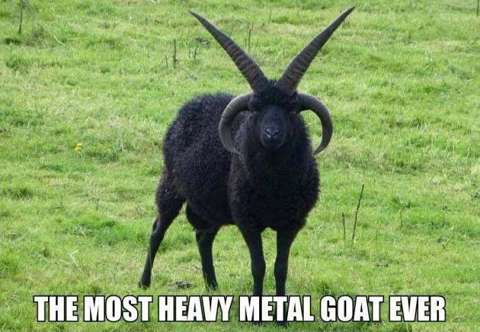 The most heavy metal goat ever Picture Quote #1