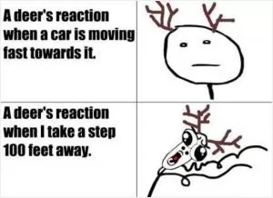 A deer’s reaction when a car is moving fast towards it. A deer’s reaction when I take a step 100 feet away Picture Quote #1