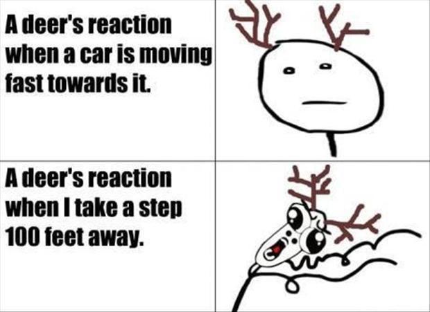 A deer's reaction when a car is moving fast towards it. A deer's reaction when I take a step 100 feet away Picture Quote #1