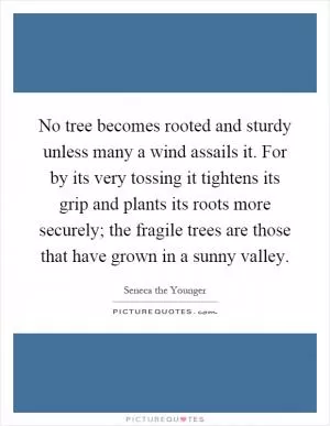 No tree becomes rooted and sturdy unless many a wind assails it. For by its very tossing it tightens its grip and plants its roots more securely; the fragile trees are those that have grown in a sunny valley Picture Quote #1