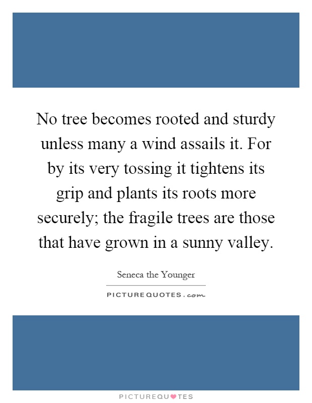 No tree becomes rooted and sturdy unless many a wind assails it. For by its very tossing it tightens its grip and plants its roots more securely; the fragile trees are those that have grown in a sunny valley Picture Quote #1