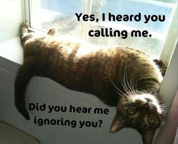 Yes, I heard you calling me. Did you hear me ignoring you? | Picture Quotes