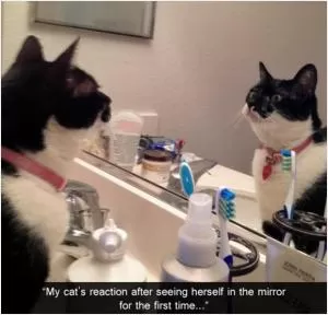 My cat’s reaction after seeing herself in the mirror for the first time Picture Quote #1