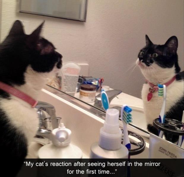 My cat's reaction after seeing herself in the mirror for the first time Picture Quote #1