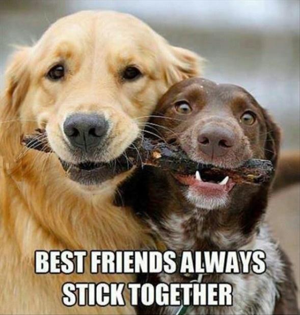 Best friends always stick together Picture Quote #1