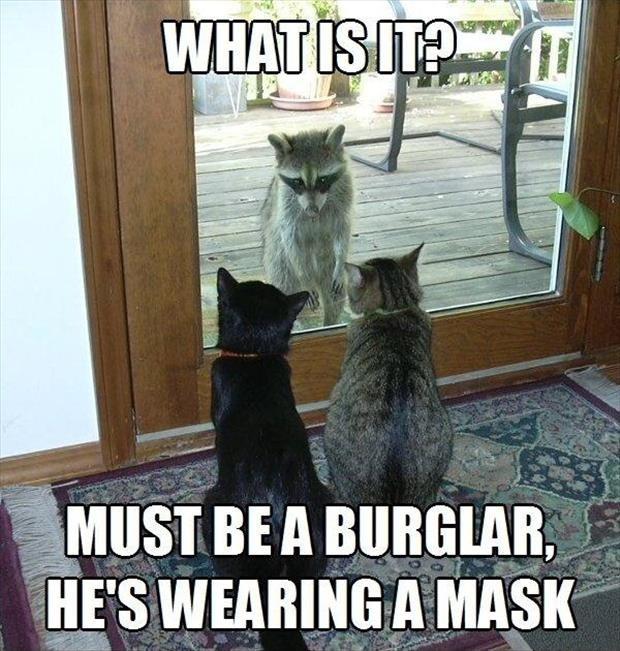 What is it? Must be a burglar, he's wearing a mask Picture Quote #1