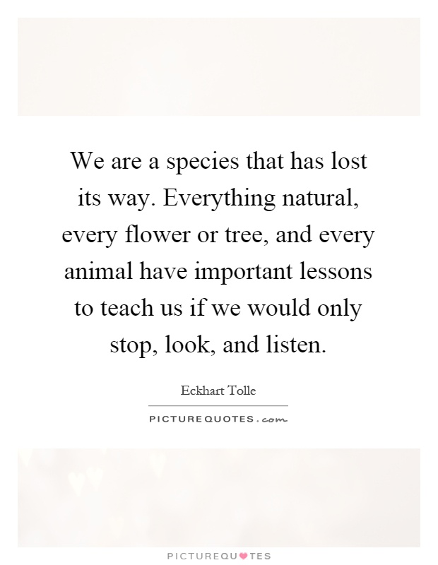 We are a species that has lost its way. Everything natural, every flower or tree, and every animal have important lessons to teach us if we would only stop, look, and listen Picture Quote #1