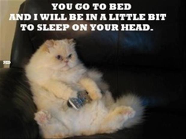You go to bed and I will be in a little bit to sleep on your head Picture Quote #1