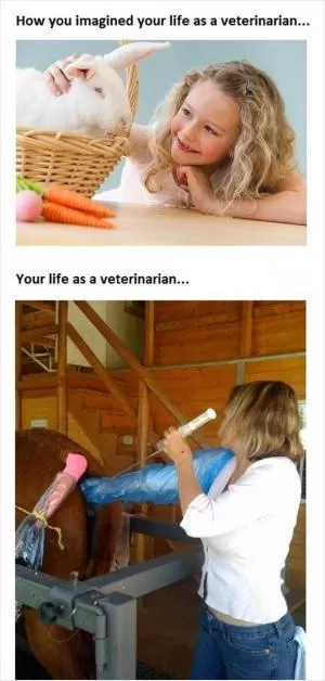 How you imagined your life as a veterinarian. Your life as a veterinarian Picture Quote #1