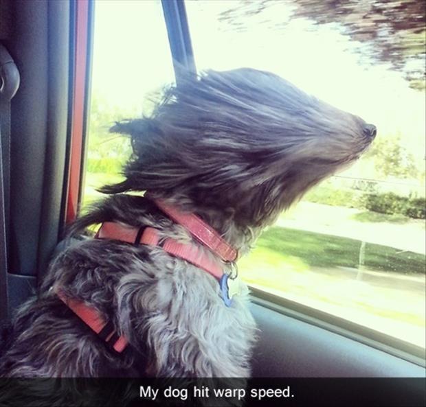 My dog hit warp speed Picture Quote #1