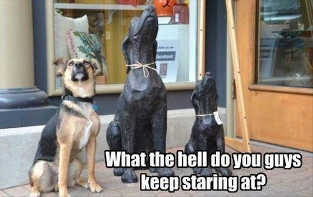 What the hell do you guys keep staring at? Picture Quote #1