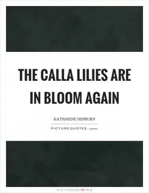 The calla lilies are in bloom again Picture Quote #1
