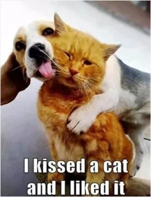 I kissed a cat and I liked it Picture Quote #1