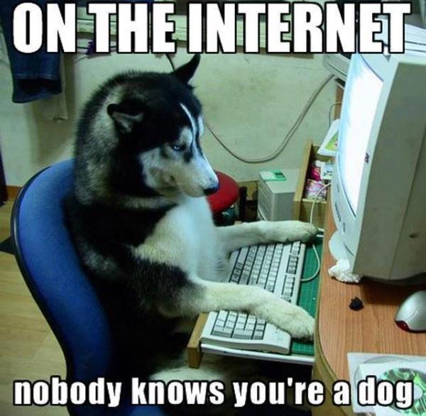a picture of a dog in front of a computer with the caption "on the internet, nobody knows you're a dog"