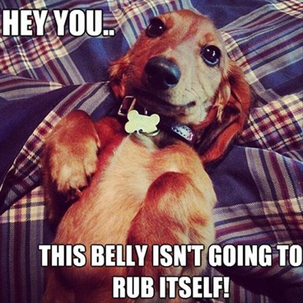 Hey you.. the belly isn't going to rub itself! Picture Quote #1
