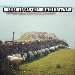 Irish sheep can’t handle the heatwave Picture Quote #1