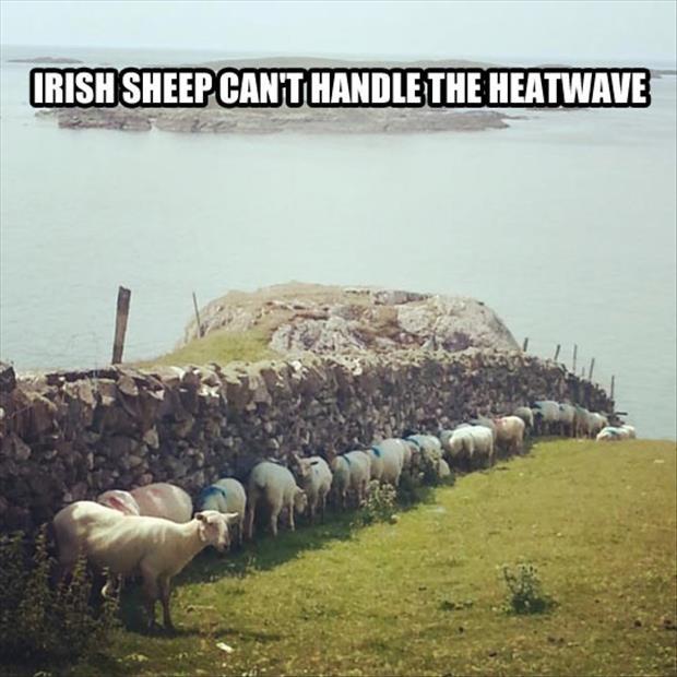 Irish sheep can't handle the heatwave Picture Quote #1
