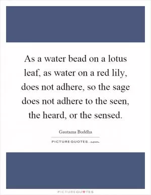 As a water bead on a lotus leaf, as water on a red lily, does not adhere, so the sage does not adhere to the seen, the heard, or the sensed Picture Quote #1