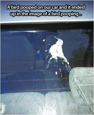 A bird pooped on our car and it ended up in the image of a bird pooping Picture Quote #1