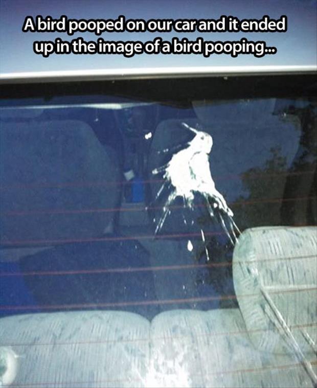 A bird pooped on our car and it ended up in the image of a bird pooping Picture Quote #1