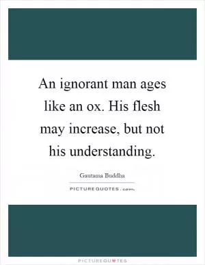 An ignorant man ages like an ox. His flesh may increase, but not his understanding Picture Quote #1