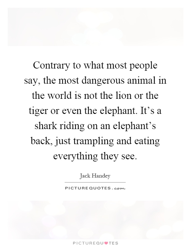 Contrary to what most people say, the most dangerous animal in the world is not the lion or the tiger or even the elephant. It's a shark riding on an elephant's back, just trampling and eating everything they see Picture Quote #1