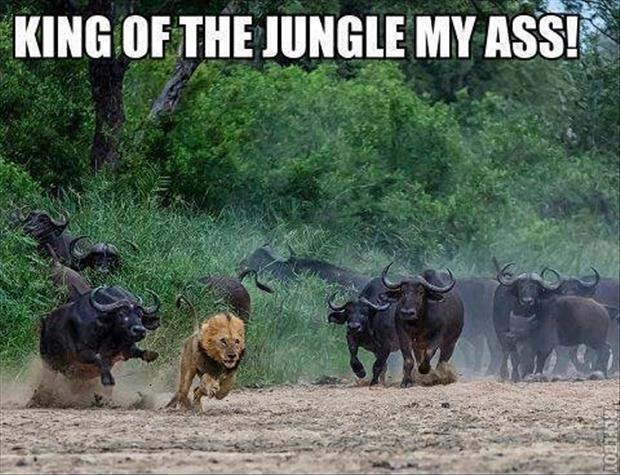 King of the jungle my ass! Picture Quote #1