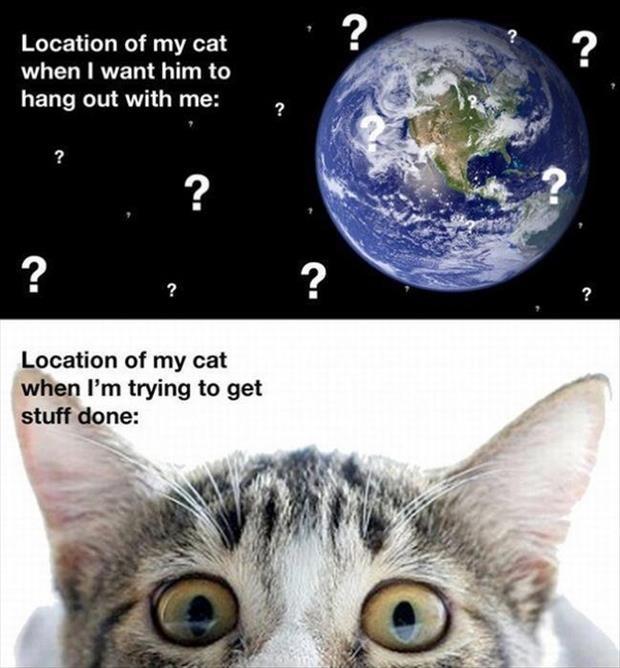Location of my cat when I want him to hang out with me. Location of my cat when I'm trying to get stuff done Picture Quote #1