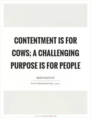 Contentment is for cows; a challenging purpose is for people Picture Quote #1