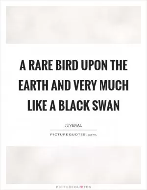 A rare bird upon the earth and very much like a black swan Picture Quote #1