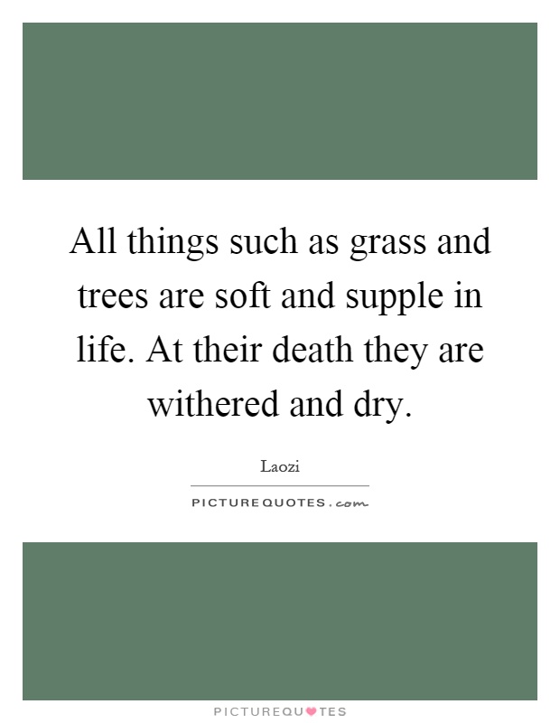 All things such as grass and trees are soft and supple in life. At their death they are withered and dry Picture Quote #1