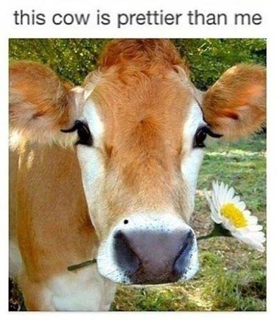 This cow is prettier than me Picture Quote #1