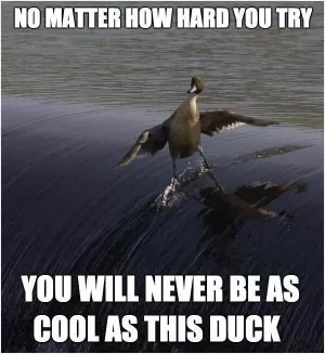 No matter how hard you try you will never be as cool as this duck Picture Quote #1