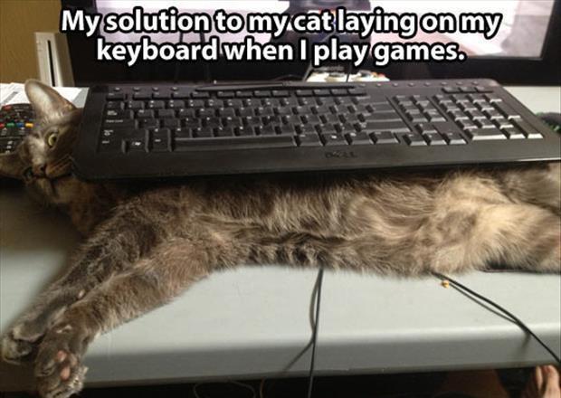 My solution to my cat lying on my keyboard when I play games Picture Quote #1