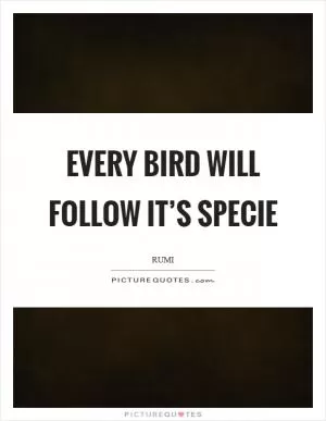 Every bird will follow it’s specie Picture Quote #1