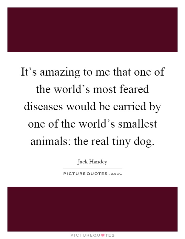 It's amazing to me that one of the world's most feared diseases would be carried by one of the world's smallest animals: the real tiny dog Picture Quote #1