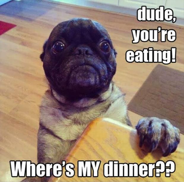 Dude, you're eating! Where's my dinner?? Picture Quote #1